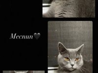 British shorthair kedim