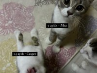 Bir abla ve bir kardeş kediye yuva arıyoruz