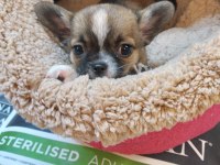 Chihuahua orjinal teacup bebekler