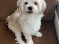 Crazy Goofy Maltese Terrier