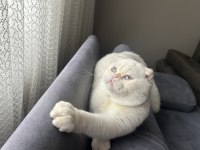 Beyaz Scottish fold