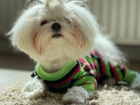 Orjinal kore maltese terrier
