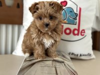 Petmode köğek çiftliğinden tea cup morkie yavrumuz