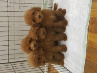MÜTHİŞ UYGUN FİYATLARA ORJİNAL TOY POODLE YAVRULAR