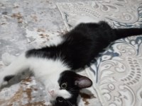 Smokin Dişi Kedimiz