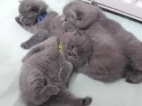 minik british shorthair bebeklerimiz