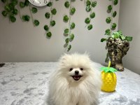 Teddy Face Kusursuz Güzellikte 2.5 Yaşında Dişi Pomeranian