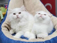 Koca kafa aslan yavrusu teslime hazır scottish fold