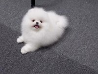 Teddy Bear Pomeranian En Mini Yavrular