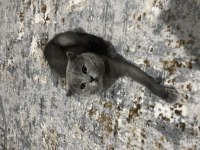 Ücretsiz 1,5 yaşında british shorthair