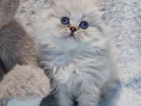Harika bir minik british longhair