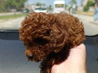 MİNİK TOY POODLE