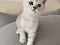 Silver güzellik british shorthair kedimiz