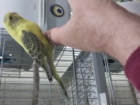 30 günlük muhabbet kuşu yavruları