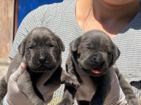 Cane corso köpekler