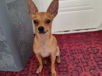 Ücretsiz Chihuahua Yuva Arıyor