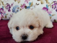 Kısa Bacak Kore Kanı Mini Maltese Bebekler