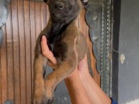 Belçika kurdu (Malinois) yavrularımız