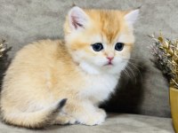 British shorthair golden ny11