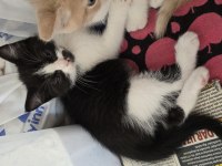3 adet tatlı bücür kediler