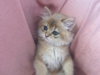 British Golden Longhair Erkek