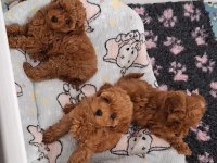 Toy Poodle Yavrularımız Sağlıklı Irk Garantili