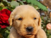 Golden retriever çok şeker yavrular
