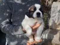St Bernard bu yosunu kim evine alır