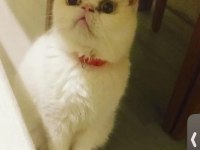 ACİL SAHİPLENDİRİLMEK ÜZERE ERKEK CİNS KEDİ