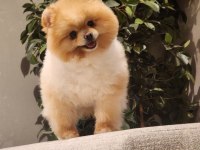 Efsane yetişkin erkek 16 aylık pomeranian