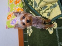 Yorkshire terrier eğitimli