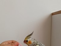 Oyun oynamayı seven yeme düşmüş sultan papağanı
