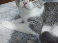 British shorthair kedimize yuva arıyoruz