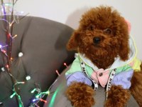Yıl başı kurabiyeleri poodle köpekler