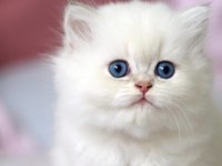 Benzeri Olmayan NS1133 British Longhair 
