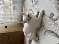 British shorthair yavruma yuva arıyoruz