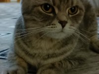 Scottish fold kedimiz