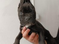 Cane corso yavrularımız ırk garantilidir