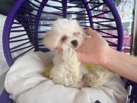 Tatlı mı tatlı bir maltese