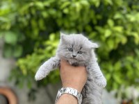 British longhair bebekler