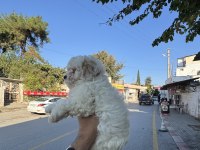 Üst kalite Aşılı Dişi Maltipoo Yavrumuz