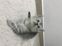 Sevimli british shorthair kedimiz