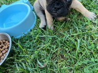 3 aylık french bulldog kızımız