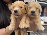 Bebek Yüz Golden Retriever Yavrularım