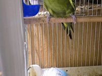 Show Jumbo Çift Muhabbet Kuşu