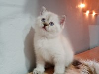 British longhair dişi