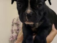 Fransız Bulldog Dişi Yavrular - Balıkesir, Bursa