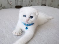 Beyaz Mavi Gözlü Scottish Fold Bebekler