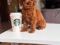 Orjinal Toy Poodle Yavrumuz lupi