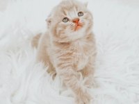 Nadir renkte scottish fold